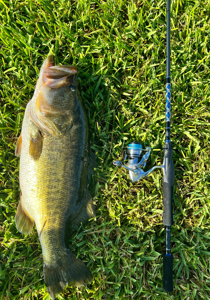 https://connleyfishing.com/wp-content/uploads/2022/06/finesse-combo-with-shimano-stradic-1000-and-fish.png