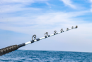 Limited Edition Hand-Painted Gray 6' Stand Up 30-80# Calstar Trolling Rods