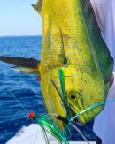 Secret Weapon Lure Kit