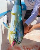 Secret Weapon Lure Kit