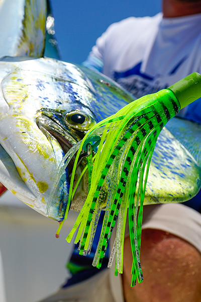 Lures & Jigs