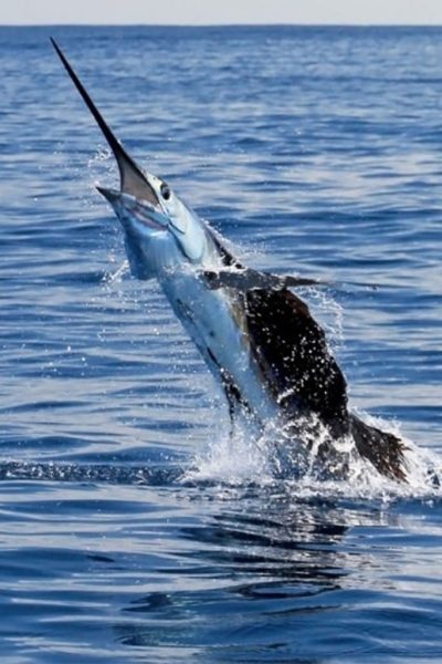 Sailfish
