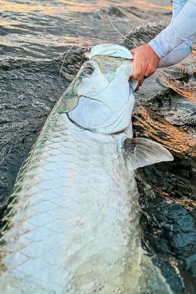 Tarpon
