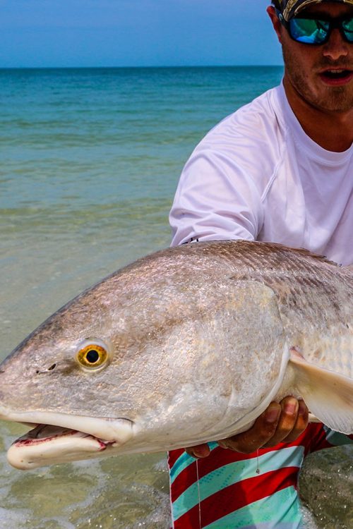 Redfish