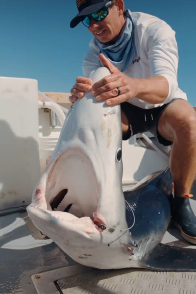 Shark