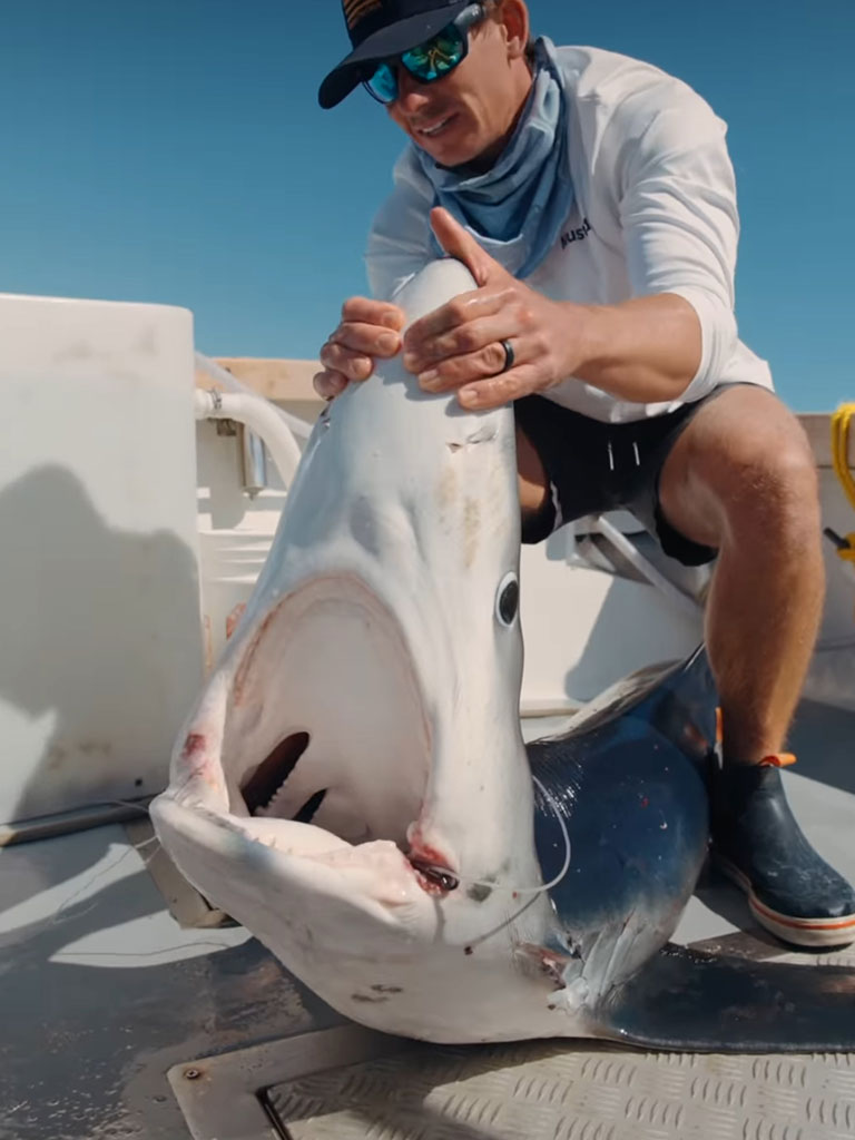 Shop by Species: Shark Category